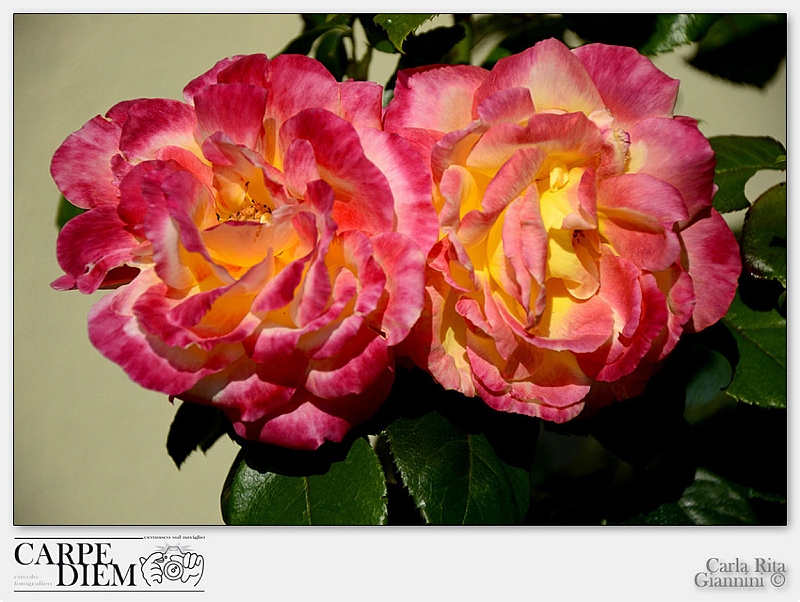 Twin roses .jpg